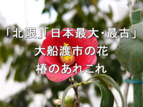 「北限」「日本最大・最古」大船渡市の花・椿のあれこれ