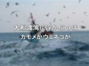 大船渡湾に浮かぶのはカモメかウミネコか