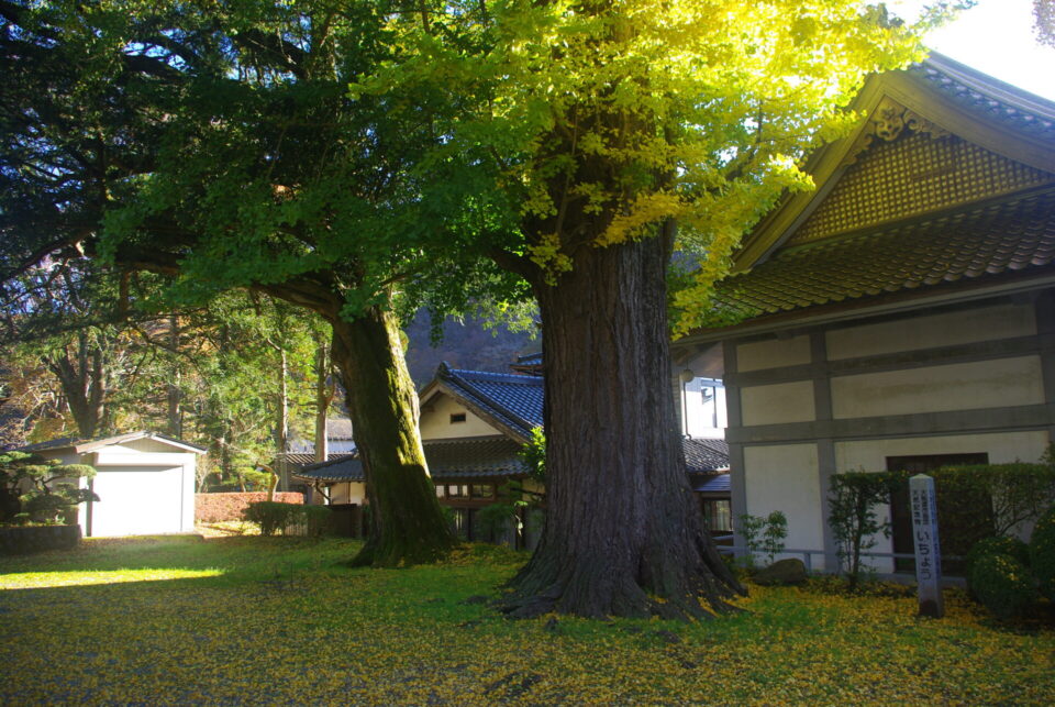 長安寺境内の銀杏の木